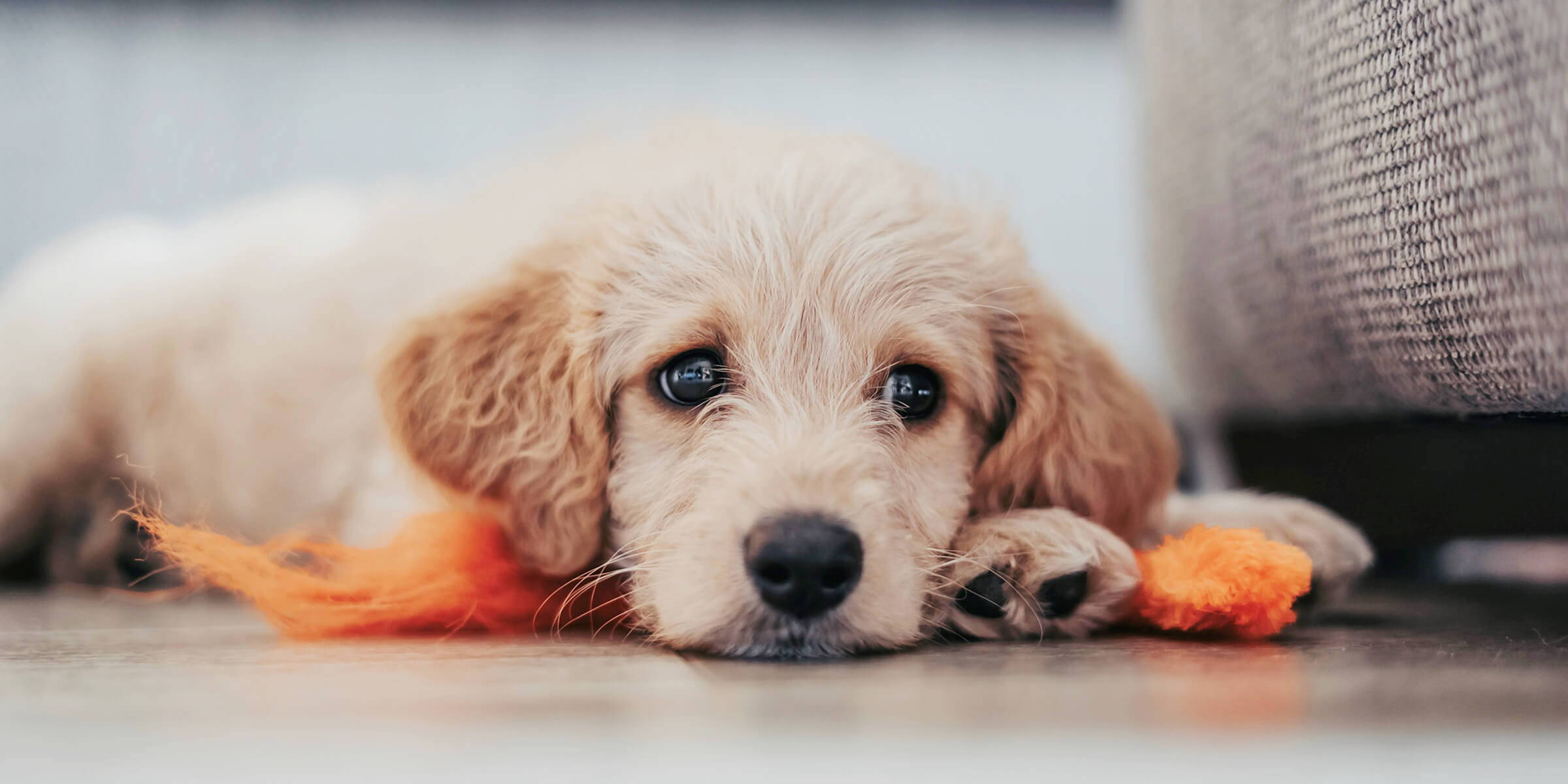 Bauchspeicheldrüse Hund Endlich wieder gesund! (2023)